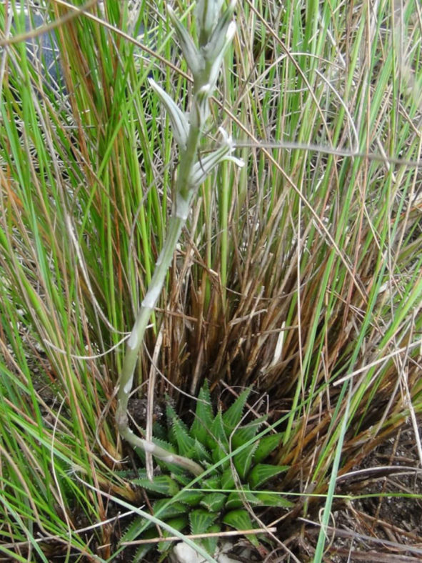 Haworthia rossouwii aka Haworthia serrata