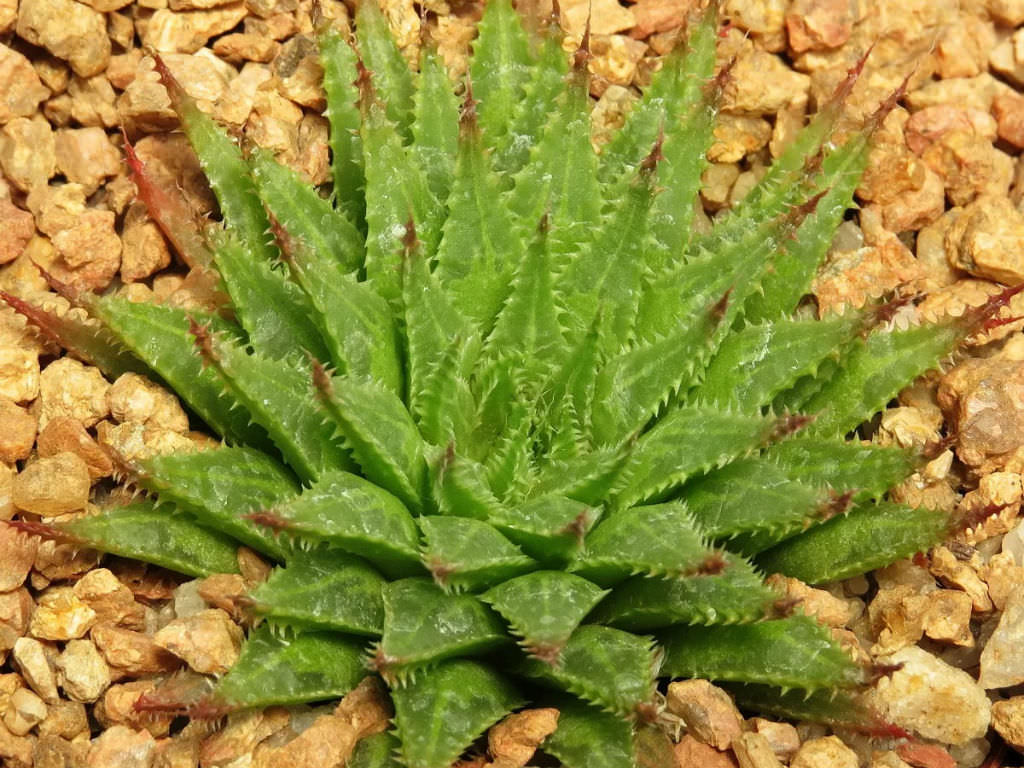 Haworthia rossouwii aka Haworthia serrata