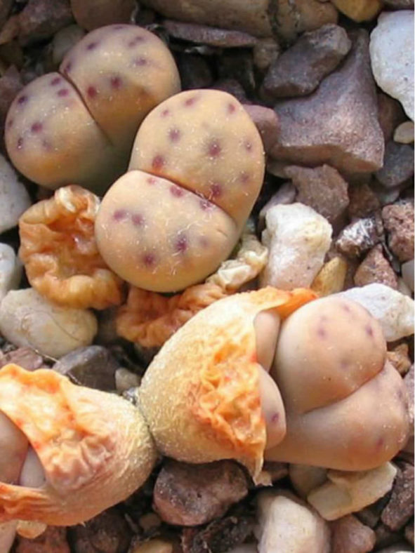 Lithops dinteri (Living Stones)