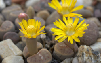Lithops dinteri (Living Stones) Lithops dinteri (Living Stones)