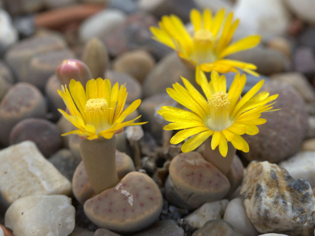 Lithops dinteri (Living Stones)