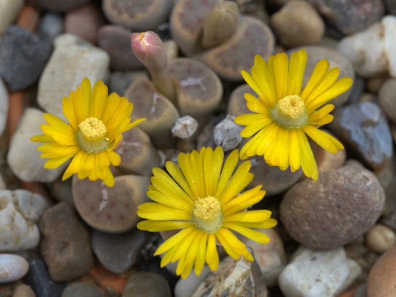 Lithops dinteri (Living Stones)