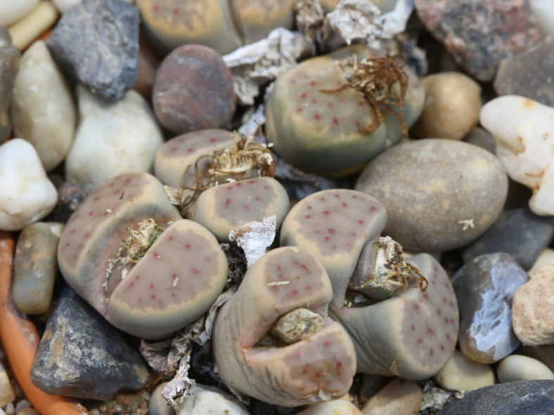 Lithops dinteri (Living Stones)