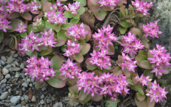 Phedimus obtusifolius Phedimus obtusifolius