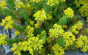 Sedum stenopetalum (Wormleaf Stonecrop) Sedum stenopetalum (Wormleaf Stonecrop)