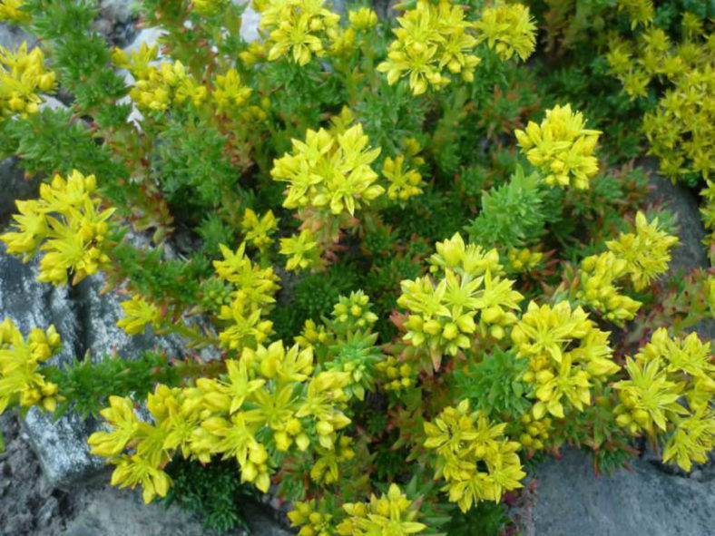 Sedum stenopetalum (Wormleaf Stonecrop)