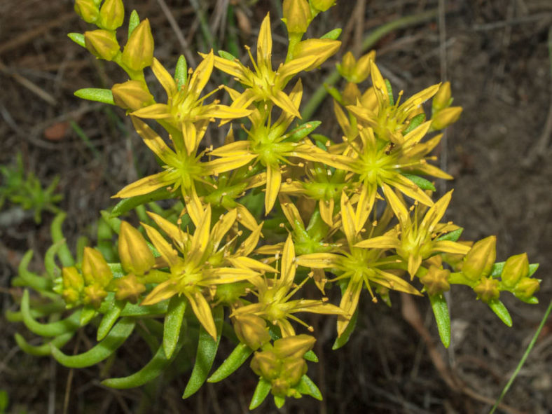 Sedum stenopetalum (Wormleaf Stonecrop)