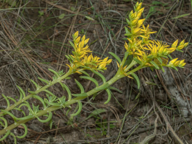 Sedum stenopetalum (Wormleaf Stonecrop)