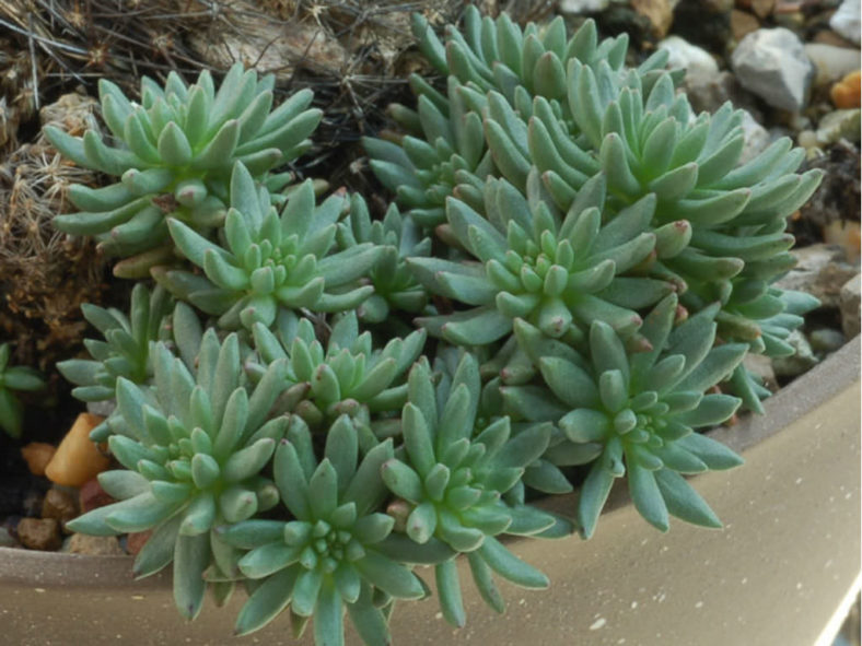 Sedum stenopetalum (Wormleaf Stonecrop)