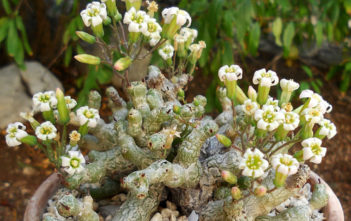Tylecodon decipiens Tylecodon decipiens