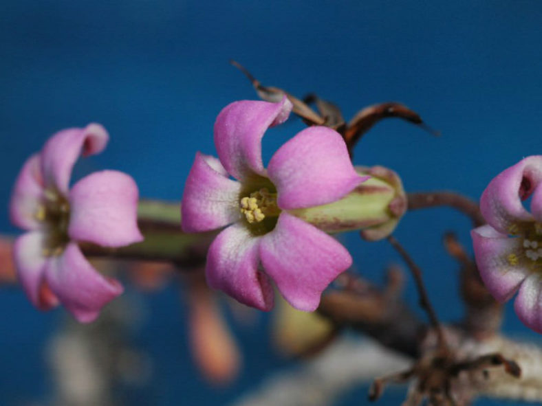 Tylecodon decipiens