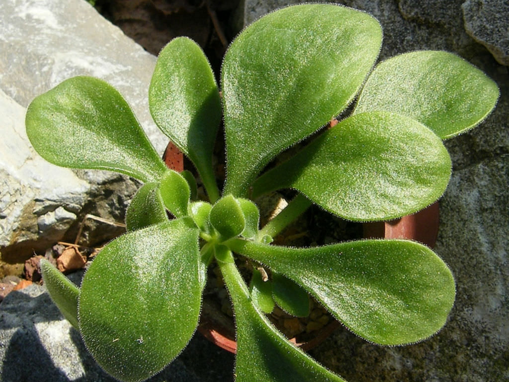 Tylecodon ellaphieae