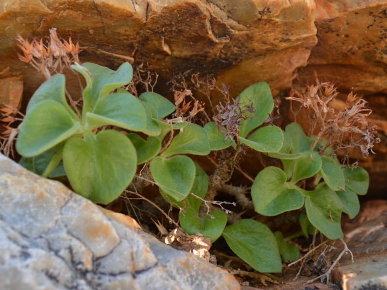 Tylecodon ellaphieae