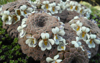 Viola pachysoma Viola pachysoma