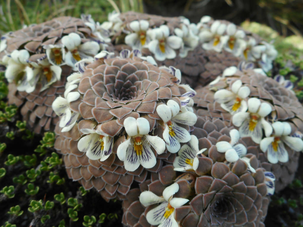 Viola pachysoma