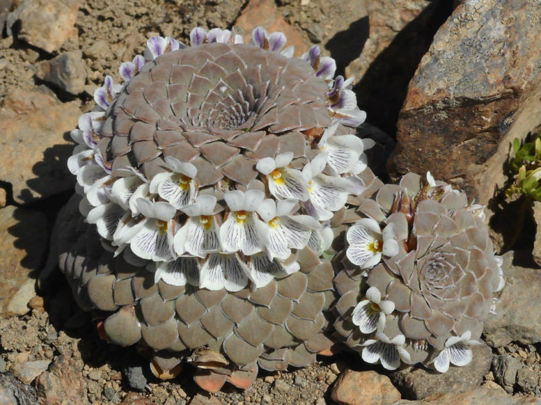 Viola pachysoma