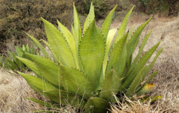 Agave inaequidens Agave inaequidens