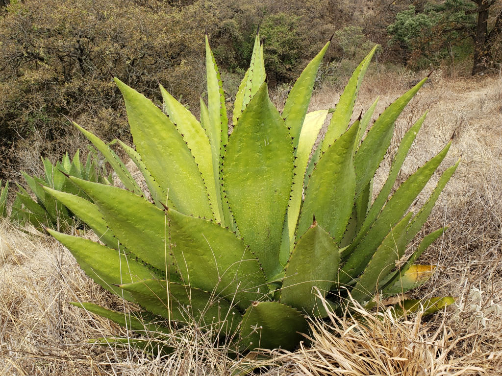 Agave inaequidens