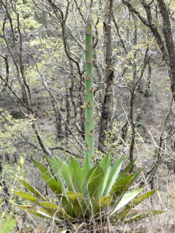 Agave inaequidens