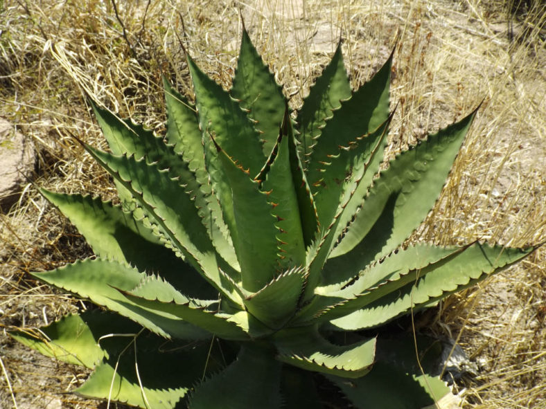 Agave inaequidens