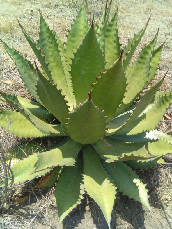 Agave inaequidens