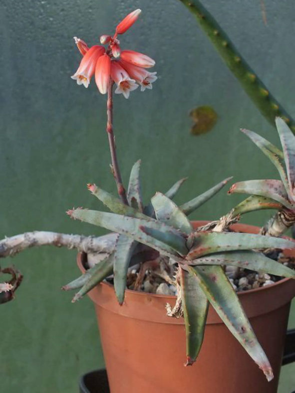 Aloe inexpectata