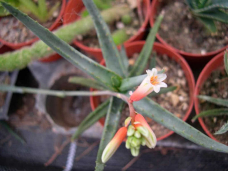 Aloe inexpectata