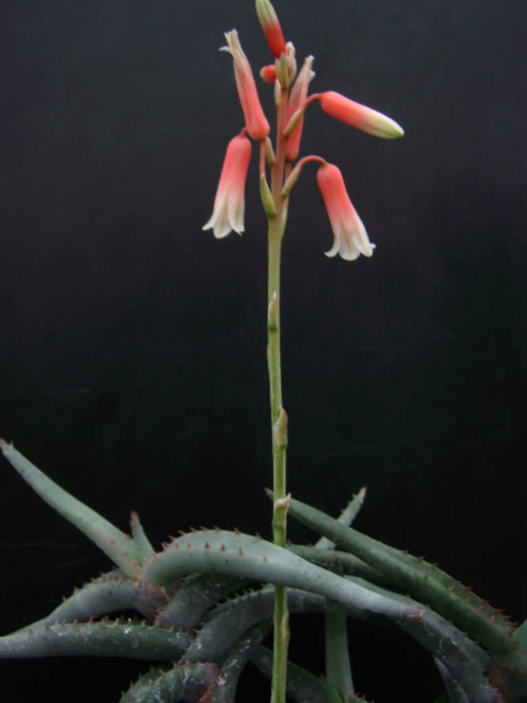 Aloe inexpectata