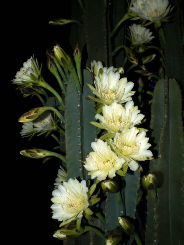 Cereus vargasianus