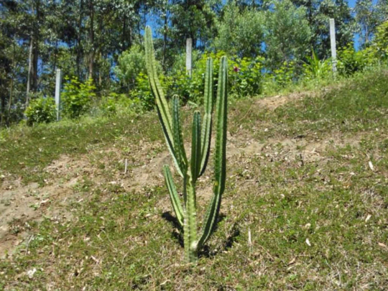 Cereus vargasianus