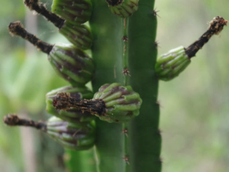 Cereus vargasianus