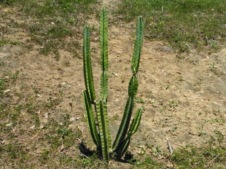 Cereus vargasianus