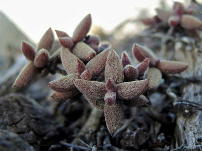 Crassula ammophila