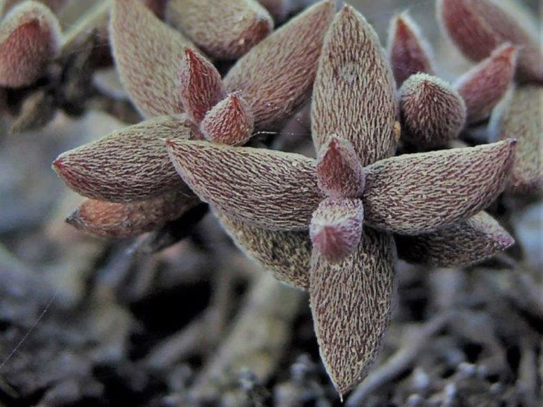 Crassula ammophila