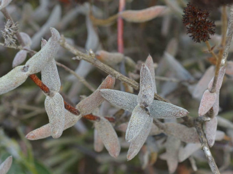 Crassula ammophila