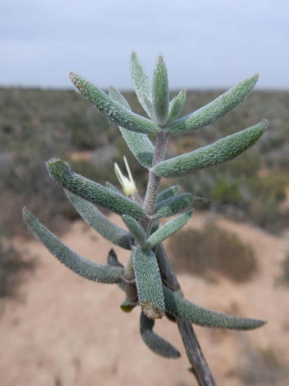 Crassula ammophila