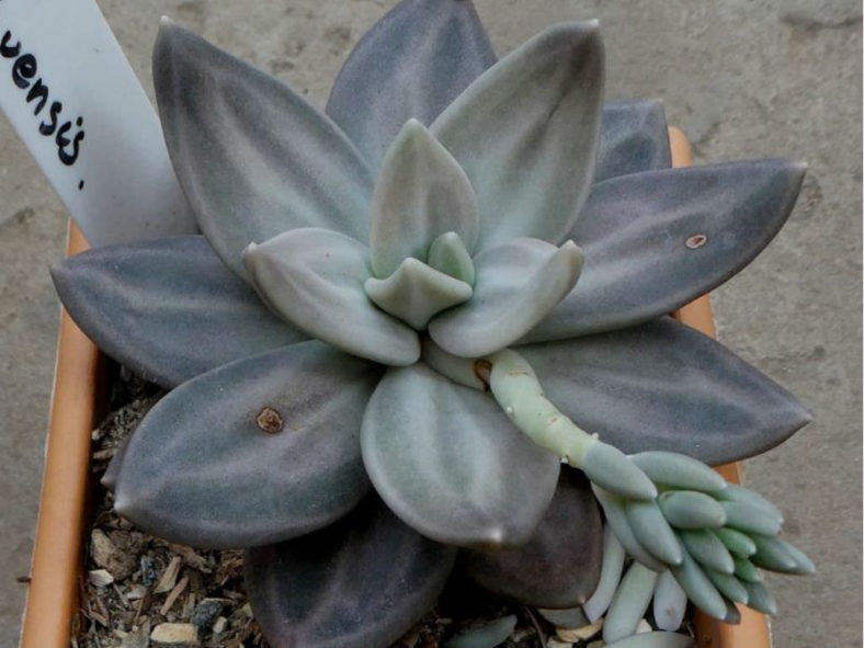 Echeveria xichuensis