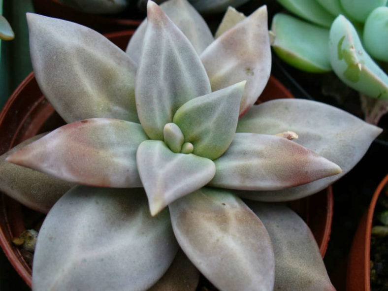 Echeveria xichuensis