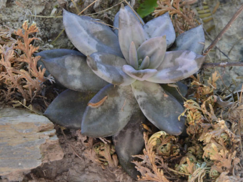 Echeveria xichuensis