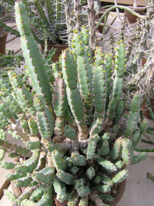 Euphorbia debilispina