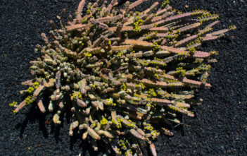 Euphorbia debilispina Euphorbia debilispina