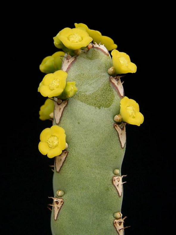 Euphorbia debilispina