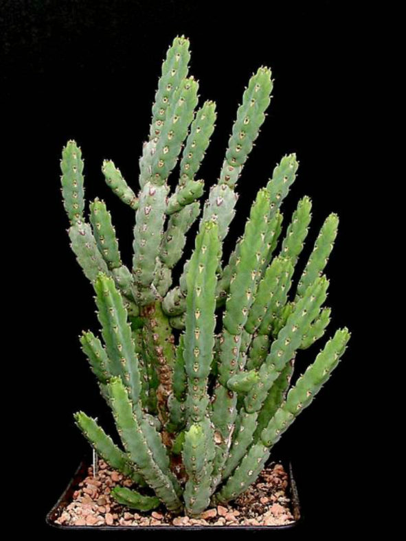 Euphorbia debilispina