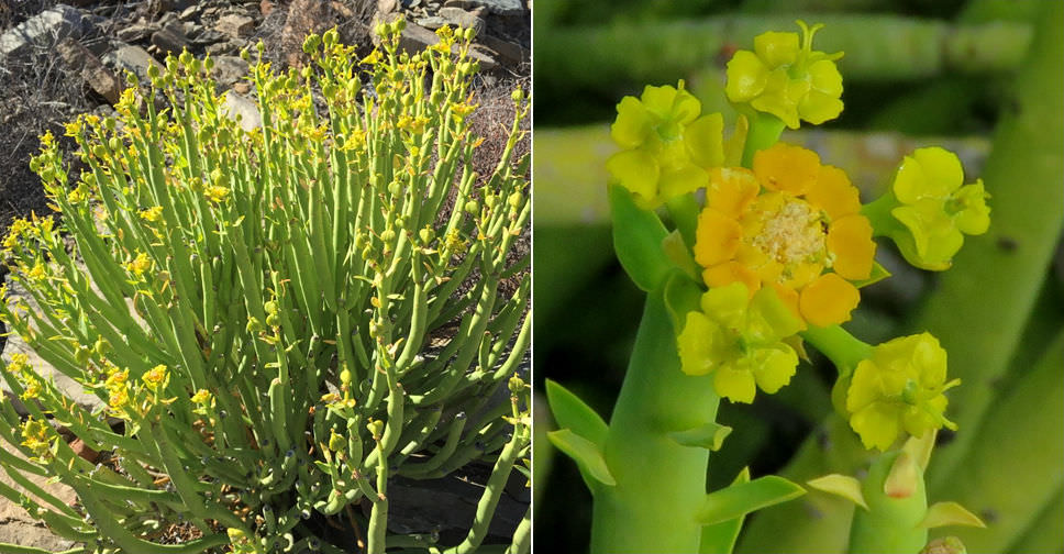 EuphorƄia мauritanica (Pencil MilkƄush) - World of Succulents