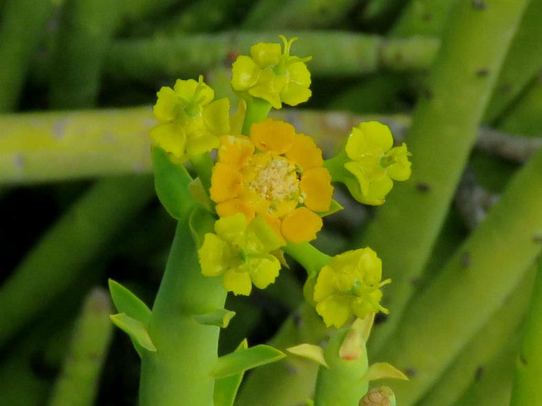 Euphorbia mauritanica (Pencil Milkbush)