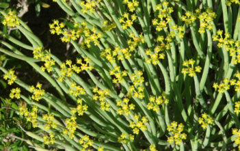 Euphorbia mauritanica (Pencil Milkbush) Euphorbia mauritanica (Pencil Milkbush)