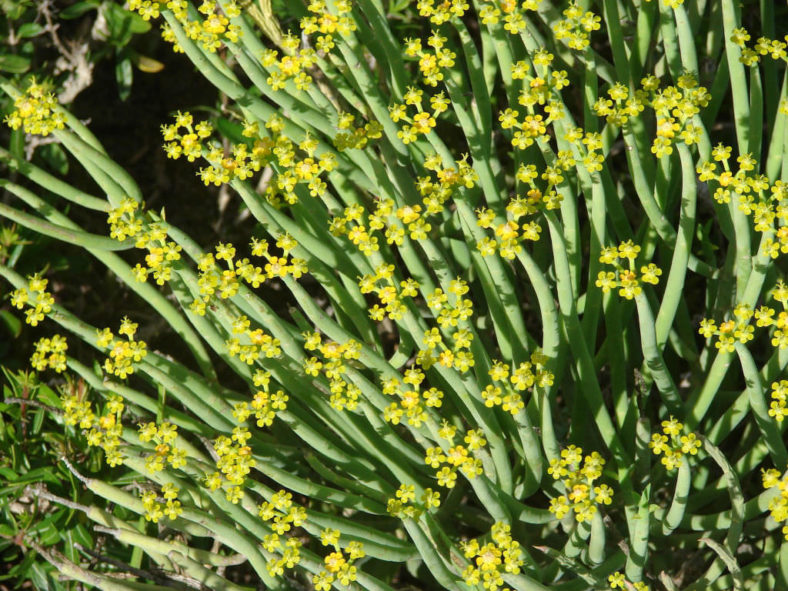 Euphorbia mauritanica (Pencil Milkbush)