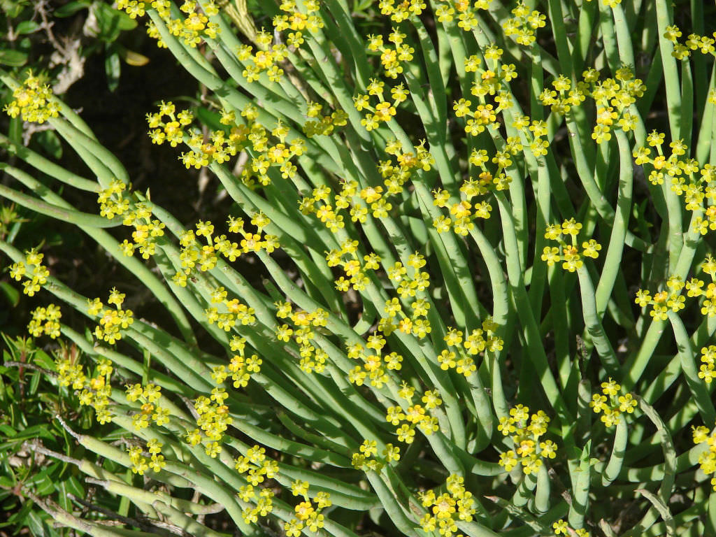 Euphorbia mauritanica (Pencil Milkbush) - World of Succulents