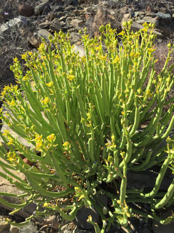 Euphorbia mauritanica (Pencil Milkbush)