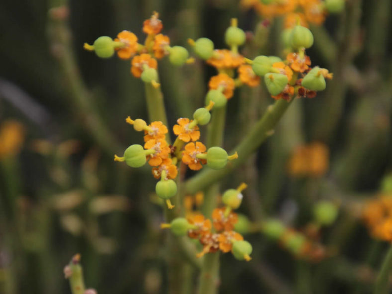 Euphorbia mauritanica (Pencil Milkbush)